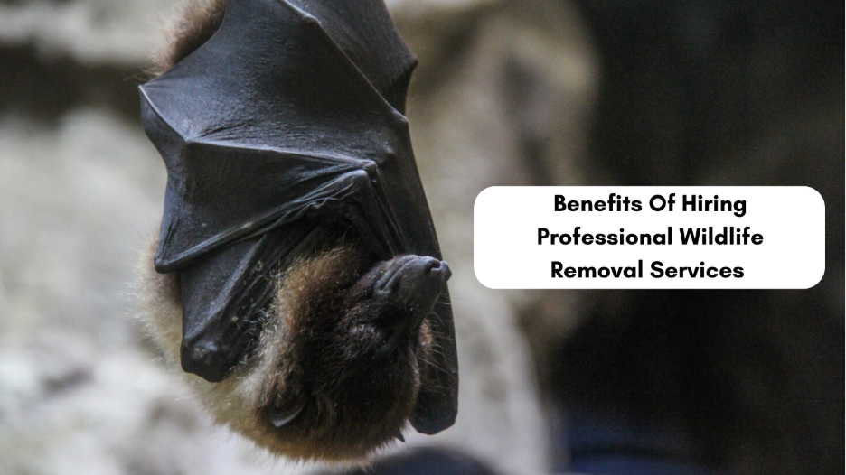 Professional Wildlife Removal Services