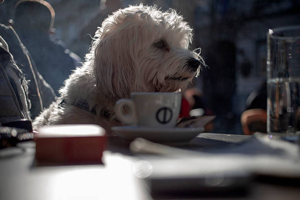 Pet-Friendly Ways to Reduce