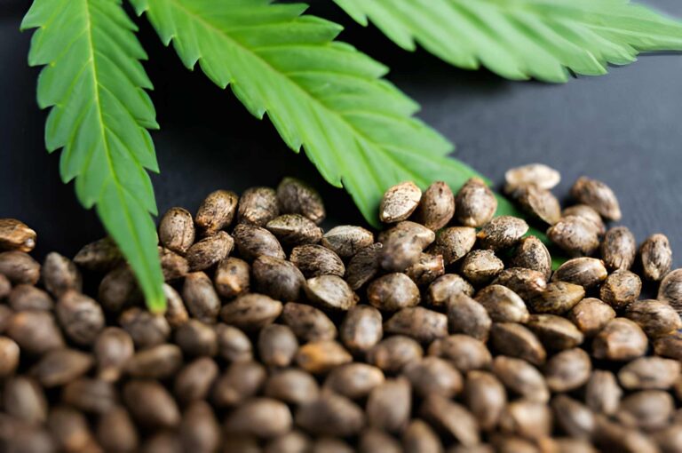 The Best THC Cannabis Seeds