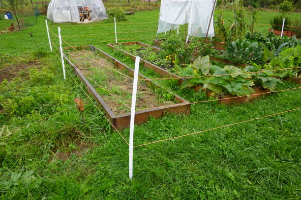 Effective Ways Pasture Coverage Supports Eco-Friendly Gardening Systems